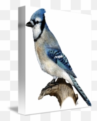 Blue Jay By Roger - Blue Jay Picture Frame Clipart Full Blue Jay Png,Blue Jay Png