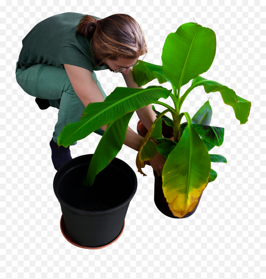 Planting Clipart Transparent Background - People Planting Trees Png,Plant Transparent Background