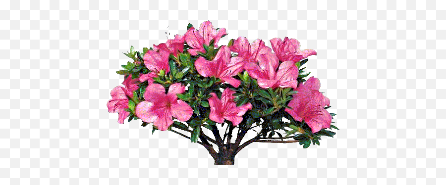 Azalea Png Image - Azaleas Png,Azalea Png