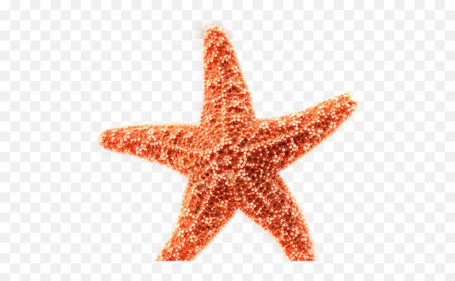 Coral Starfish Vector Download - Estrella De Mar Animado Estrella De Mar Animada Png,Estrella Png