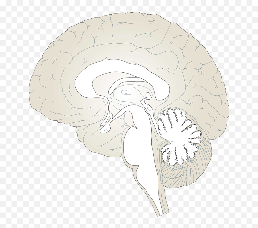Brain Clipart - Clipartbarn Pain Matrix Brain Diagram Png,Brain Clipart Transparent Background