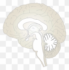 Brain Clipart - ClipartBarn Pain Matrix Diagram png