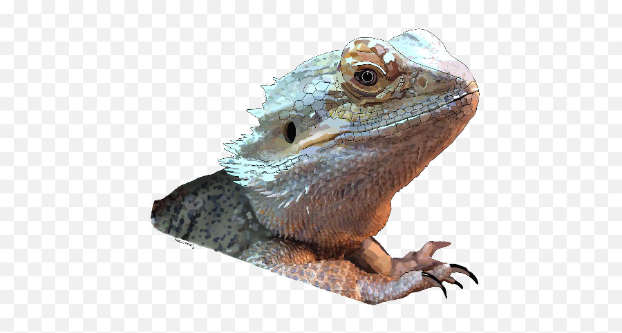 Bearded Dragon - Green Iguana Png,Bearded Dragon Png