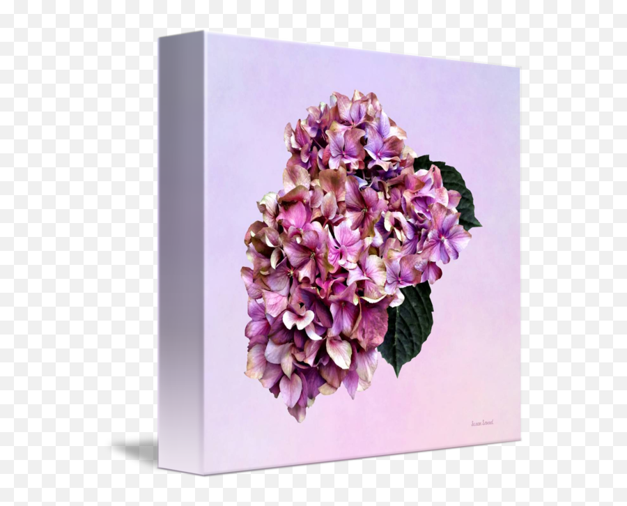 Hydrangeas Pink And Purple Hydrangea By Susan Savad - Artificial Flower Png,Hydrangea Png