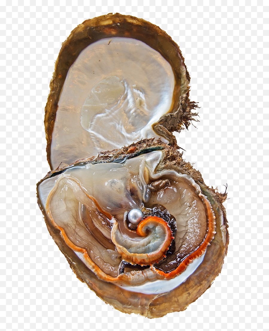 Are Pearl Oysters Sustainable Marine Stewardship Council - Sea Snail Png,Oysters Png