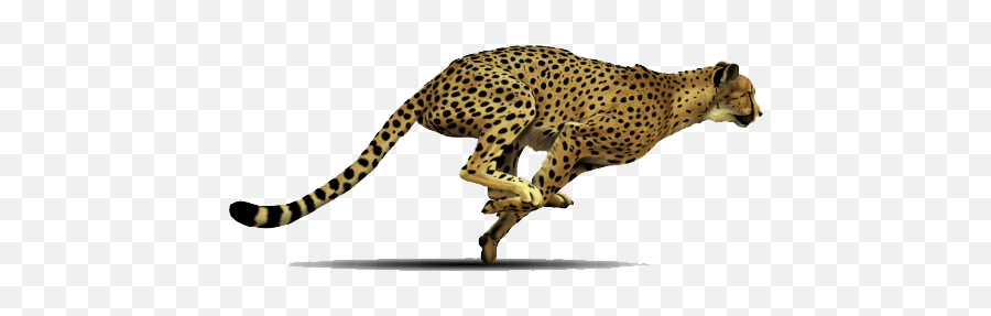 Leaping Leopard Png Image For Free Download - Leopard Clipart,Leopard Png