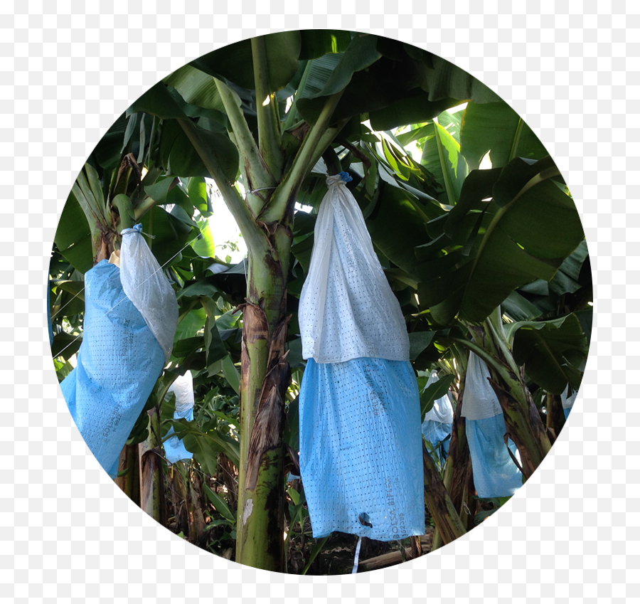 Download Banana Tree Bag Skirts - Flower Png,Banana Tree Png