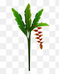 Exotic Red Tropical Flower Png - Portable Network Graphics