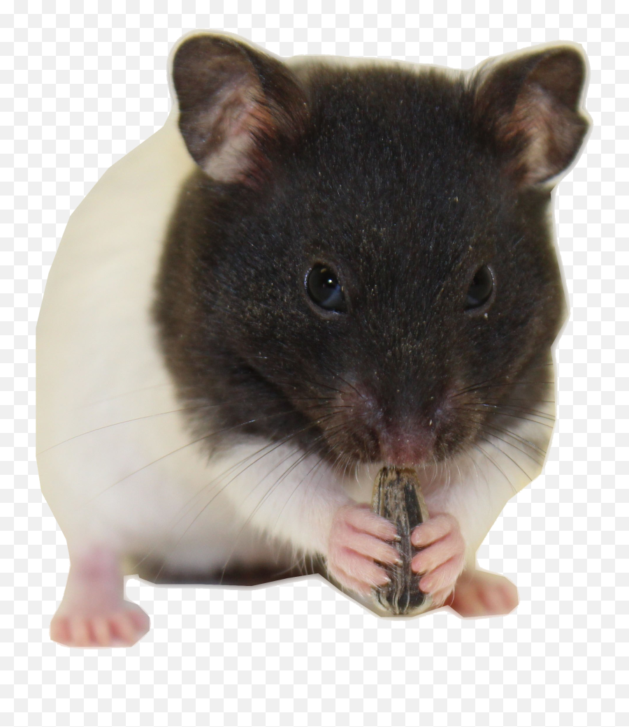 Hamster Download Transparent Png Image - Hamster Black And White Transparent Background,Hamster Png