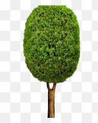 Tree Cartoon Png 10 - Tree,Hedge Png