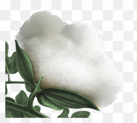 Japanese Honeysuckle Png Image - Soft,Honeysuckle Png