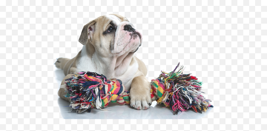 Dog Toy Transparent Png Image - Brinquedos Para Bulldog Ingles,Dog Toy Png