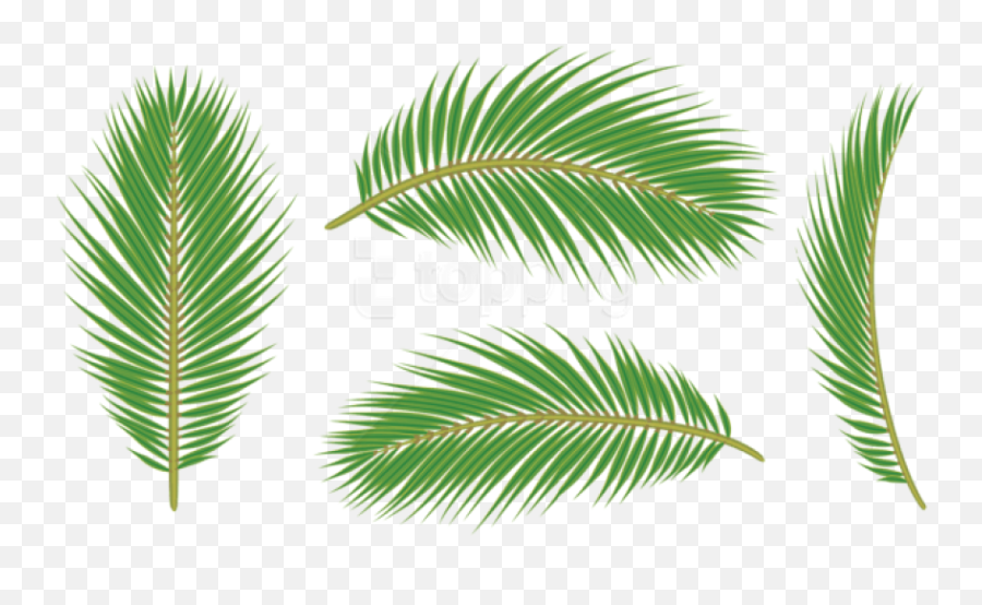 Leaves Free Images - Leaf Palm Free Png Transparent Palm Tree Leaf Transparent Background,Palm Fronds Png