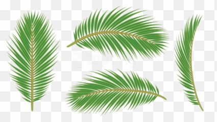 Leaves Free Images - Leaf Palm Png Transparent Tree Background