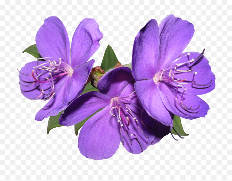 Purple Flowers Png Free Download - Transparent Purple Flower Png,Lilac Png
