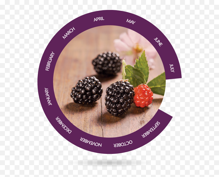Berries - Bionest Agricultura Ecológica Boysenberry Png,Blackberries Png