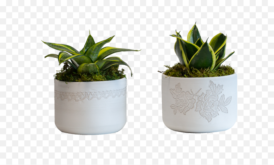 Applique Porcelain Potted Plant - Flowerpot Png,Potted Plant Png