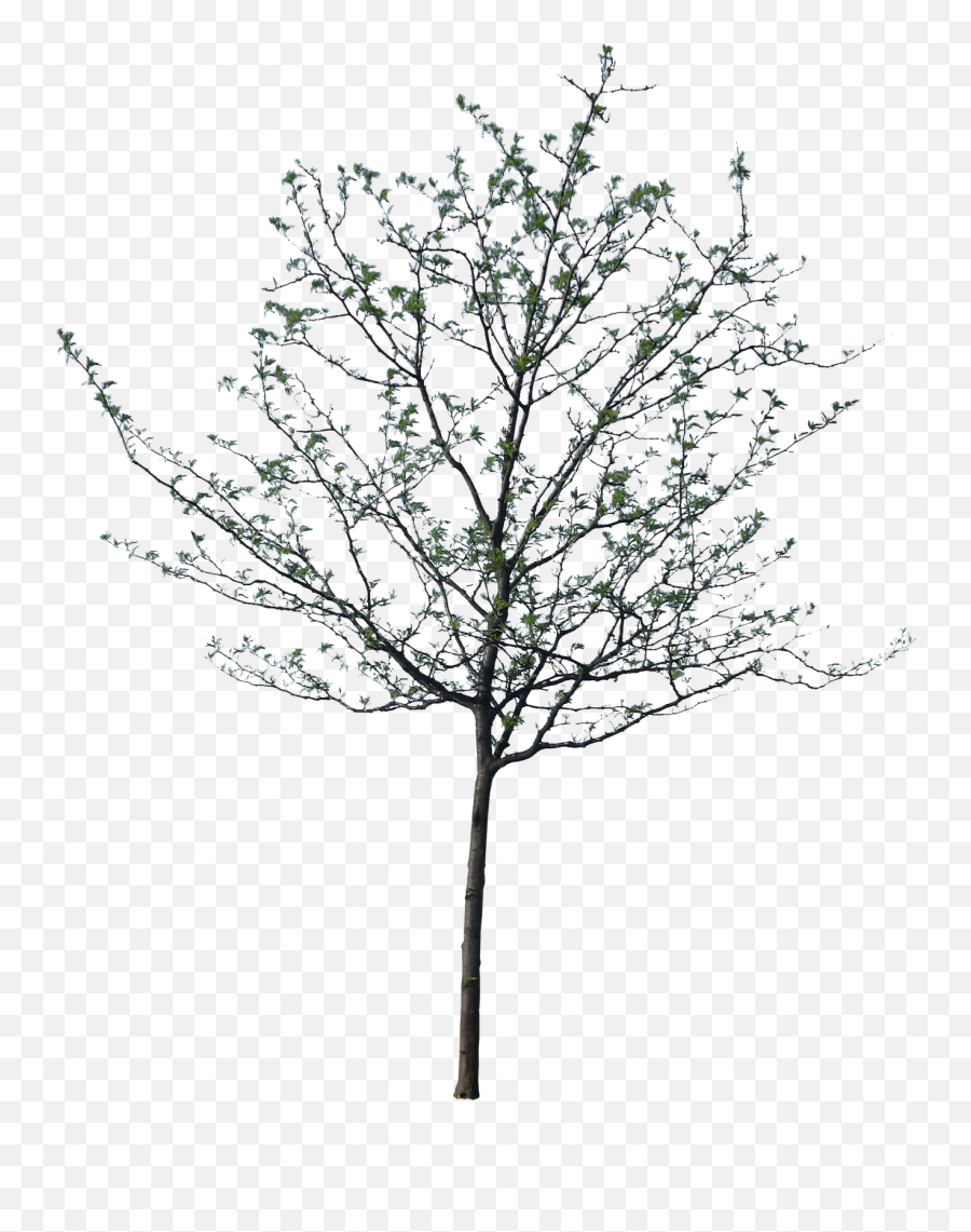 Springtime Tree Png Black And White U0026 Free - Architecture Vector Tree Png,Black Tree Png