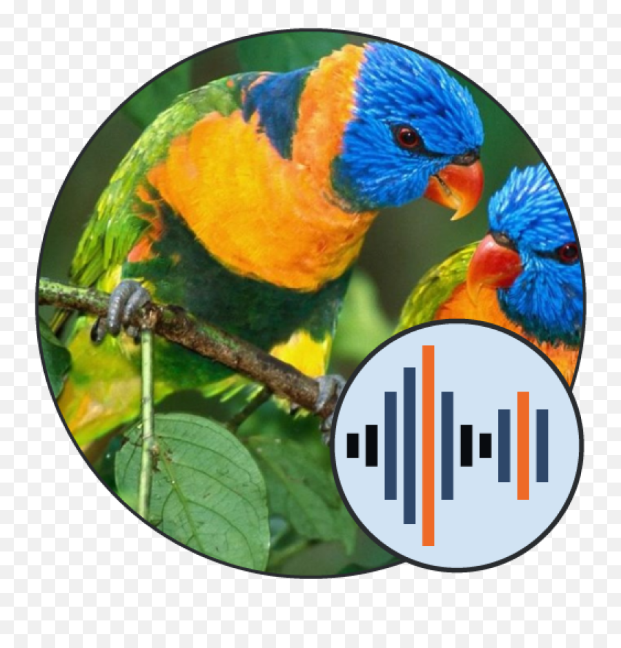 Sounds Of Birds Ringtones Soundboard - Gachi Muchi Round Png,Macaw Icon