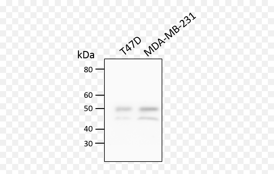 Trailr2tnfrsf10b Antibody Nb100 - 56618 Novus Biologicals Language Png,Tbs Rating Icon Logo