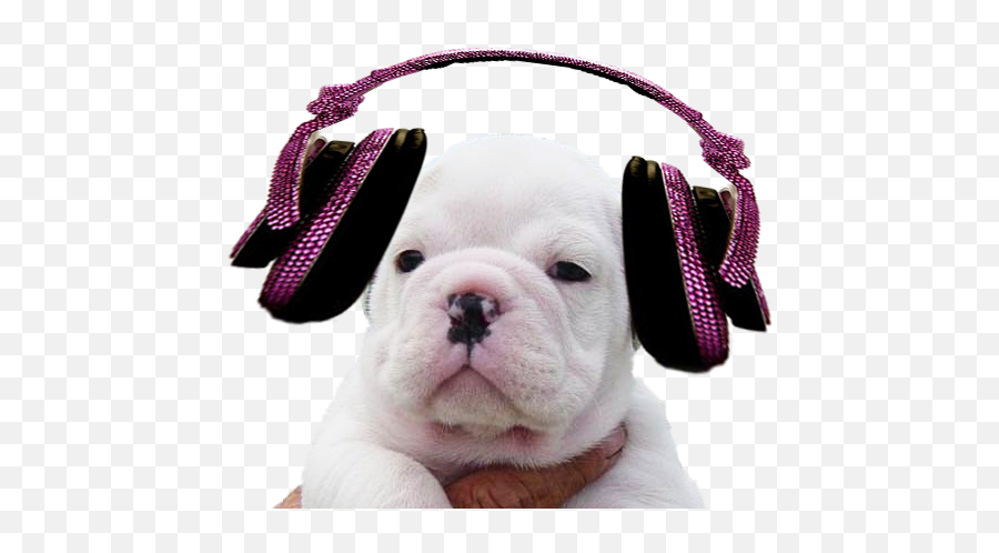 Download Thursday 19 May - My Music Icon Full Size Png Bulldog,Bulldog Icon