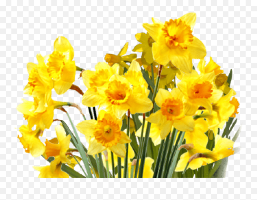 Top Five Yellow Flowers Tumblr Aesthetic - Story Medicine Png Daffodils,Flowers Transparent Tumblr