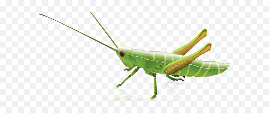 Download Grasshopper Png Image With - Grasshopper Illustration,Grasshopper Png