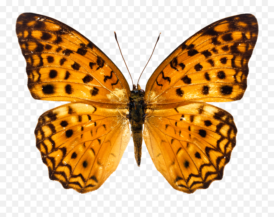 Butterfly Png Image Free Picture Download Orange Sting