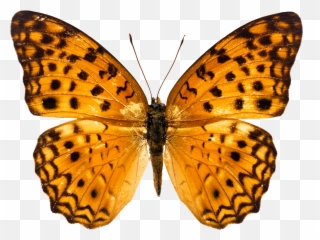 Butterfly Png Image Free Picture Download Orange Sting