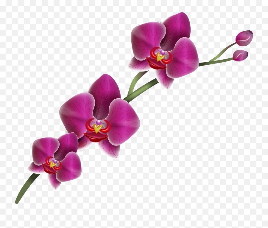 Orchid Flower Clipart Free Download Transparent PNG