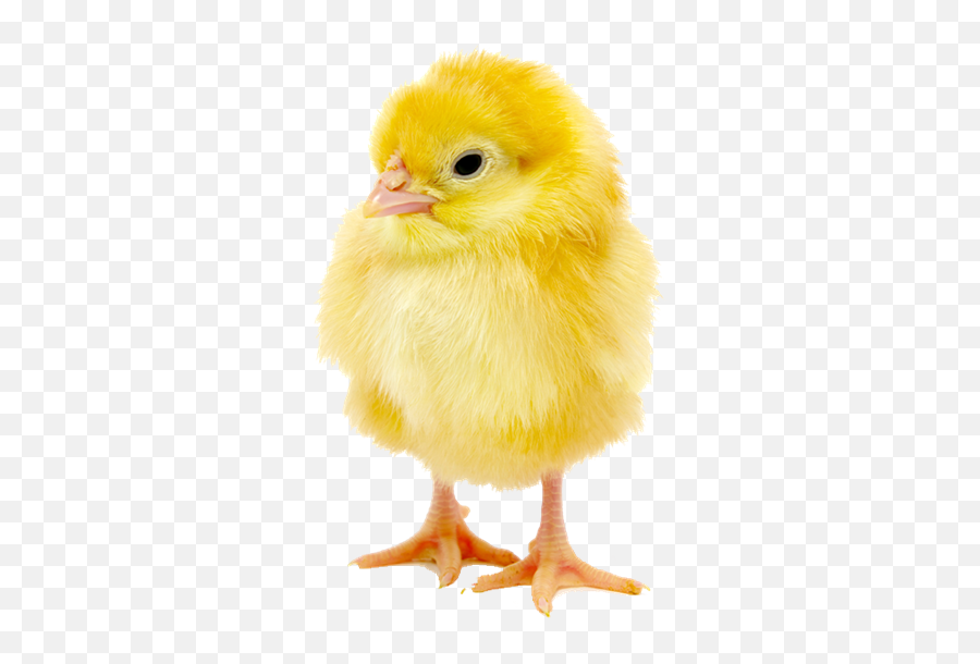 Download Hd Http - Baby Chick Image Download Png,Chick Png