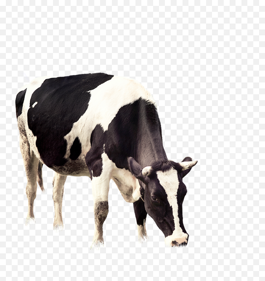 Cattle Vector Grazing Cow Picture 1322156 - Cow Png,Cow Emoji Png