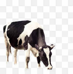 Cattle Vector Grazing Cow Picture 1322156 - Cow Png,Cow Emoji Png