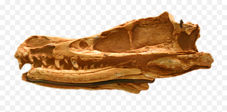 Filevelociraptor Mongoliensis Amnh - 6515png Velociraptor Skull Fossil,Velociraptor Png