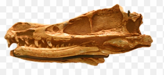Filevelociraptor Mongoliensis Amnh - 6515png Velociraptor Skull Fossil,Velociraptor Png