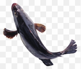 Fish Icon Clipart Web Icons Png Transparent