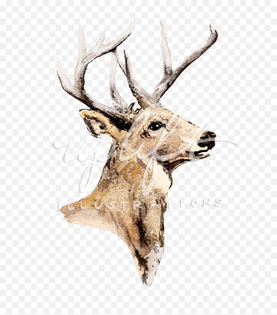 Uplift Illustrations Png Deer