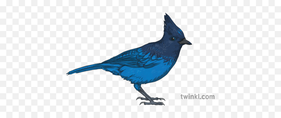 Stellers Jay Steller Bird Animal Ks2 Illustration - Twinkl Jay Illustration Png,Blue Jay Png