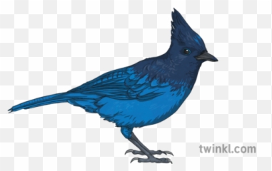 Stellers Jay Steller Bird Animal Ks2 Illustration - Twinkl Jay Illustration Png,Blue Jay Png