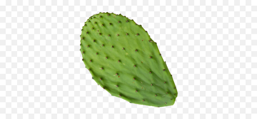 Products - Azucena And Prickles Png,Nopal Png