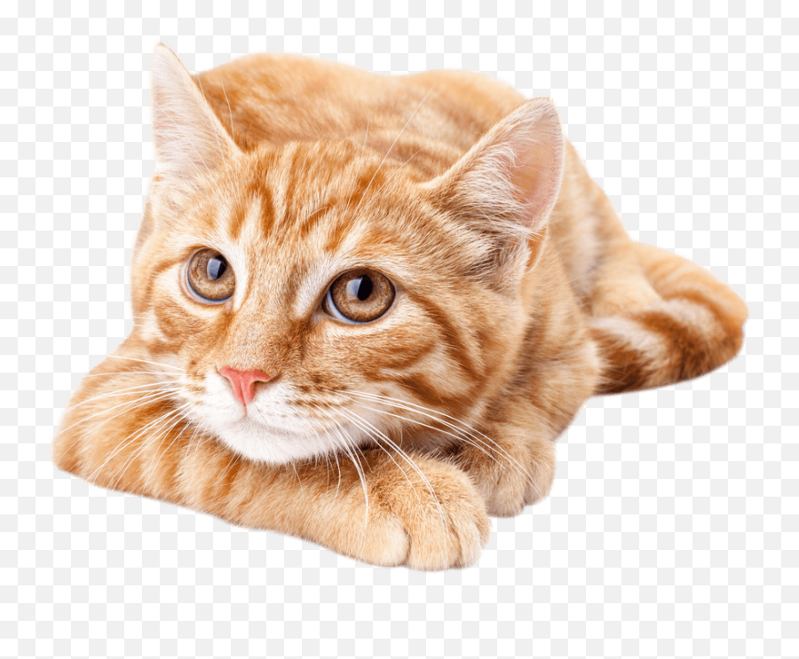 Download Hd Orangecat - Cute Orange Tabby Cat Transparent Orange Tabby Cat Cute Png,Orange Cat Png