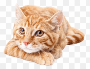 Download Hd Orangecat - Cute Orange Tabby Cat Transparent Orange Tabby Cat Cute Png,Orange Cat Png