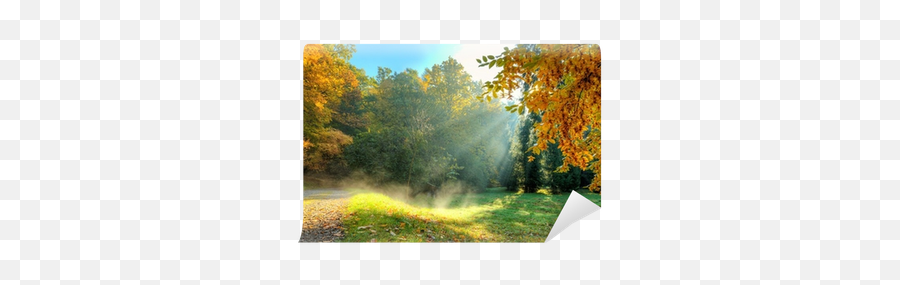 400x400 Sf Wallpapers V39 Png Beautiful Autumn Tree - Sunlight,Dry Grass Png