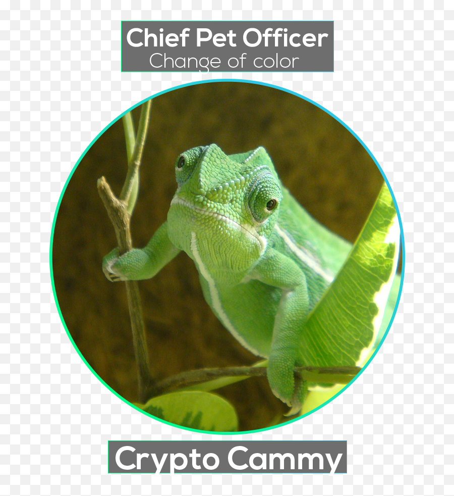 Crypto Cammy Profile - Foundico Common Chameleon Png,Cammy Png