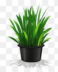 Clip Art Pot Plant Transparent Background - Png Download Plant In Pot Png,Yucca Png
