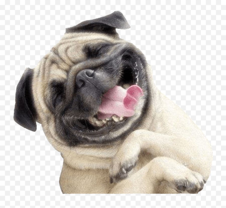 Cute Pug Png Images All - Happy Dog Transparent Png,Pug Png