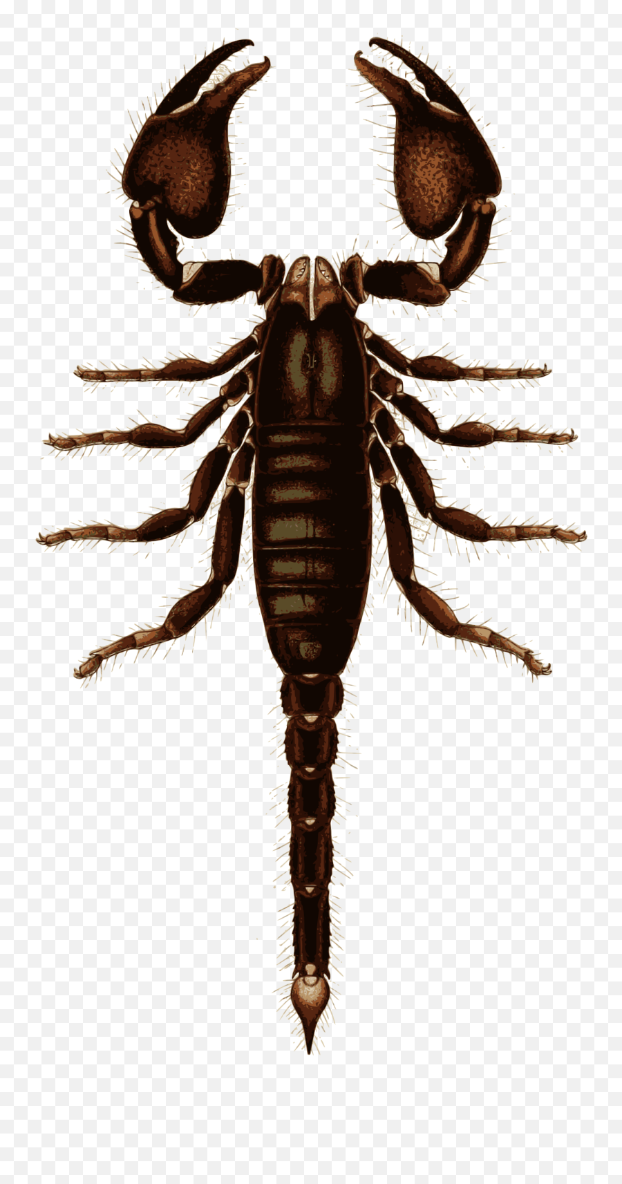 Download Big Image - Scorpion Png Image With No Background Transparent Scorpion Png,Scorpion Png