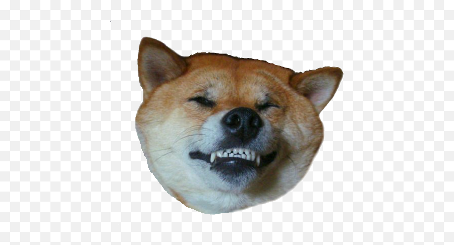 Doge Head - Dog Upside Down Smiling Png,Doge Png