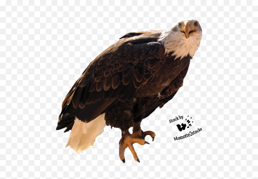 Wallpapers Backgrounds Big Mountain Eagle - Eagle Cut Png,Eagles Logo Wallpapers