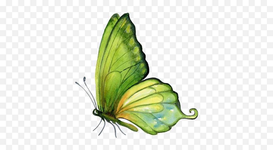 Download Watercolor Green Butterfly Hd - Green Butterfly On White Background Png,Watercolor Butterfly Png